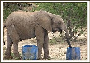 Madiba having some water
