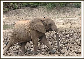 Yatta at the mudbath