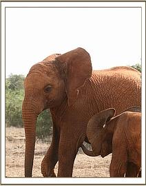 Lesanju with little Sabachi