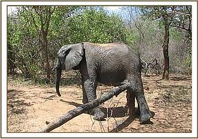 Napasha scratching