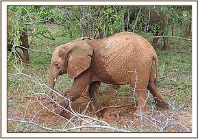 Sunyei digging a hole