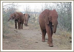Lesanju leading