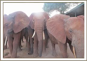 Wild bull in the center with Emily's group