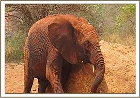 Lempaute scratching on a rock