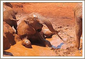 Lempaute enjoying a mudbath