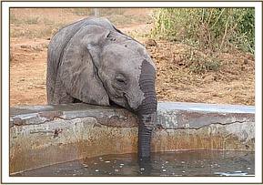 Mwende having a drink