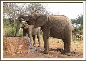 Madiba and Kora have a drink at the stockade