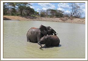 Lualeni mudbathing with Ololoo