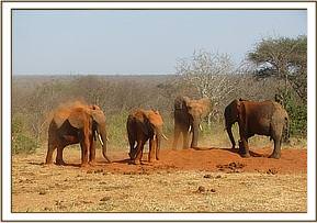 Madiba and Napasha with two wild elephants