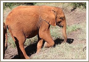 Orwa digging up roots