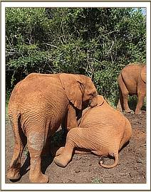 Orwa and Sonje playing