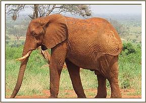 Laikipia joins the orphans for games
