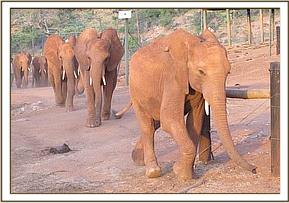 Lesanju leads the others to eat Copra Cake