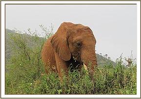Sinya in the bush
