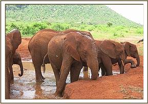 Lesanju leads the others into the wallow