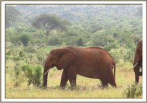 Thoma would love to steal little Mudanda