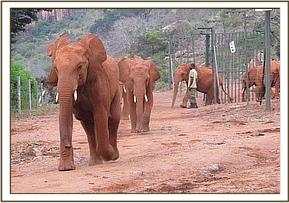 Lesanju and group race to eat Copra