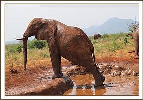 Laikipia at the waterhole