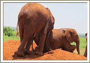 Lesanju and Kihari dustbathing