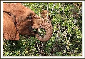 Orwa picks a twig