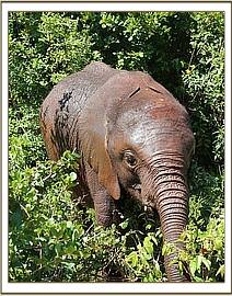 Arruba in the bushes
