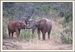 Orwa stayed with Makena