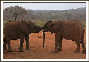 Orwa playing with Chaimu
