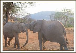 Orwa playing with Ololoo