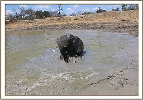 Lualeni wallowing