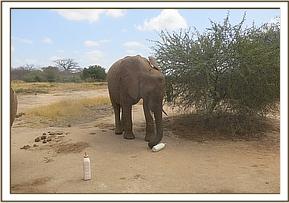 Lualeni tries to pick up a bottle
