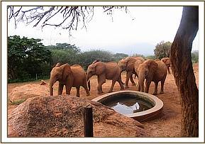 Lesanju's herd coming to the stockade