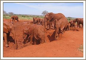 Kenia and Lesanju's herd enjoying mud bath