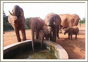 Emily's herd and babies drinking at stockade