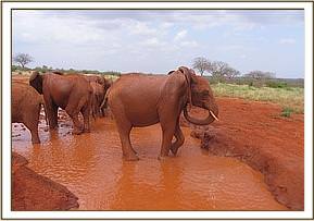 Lesanju enjoying a mud bath