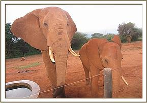 Laikipia, left, with Mzima