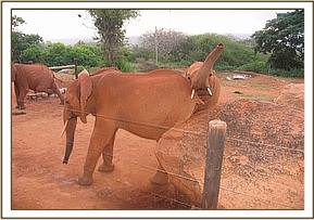 Lempaute scratching and Lesanju interfering