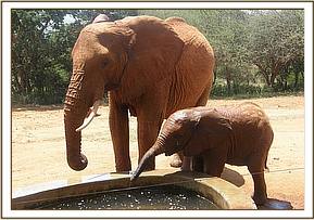 Emma drinking and playing in the water trough