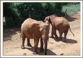 Thoma, left and Mzima