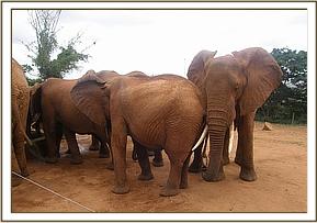 Emily and her herd in the stockade compound