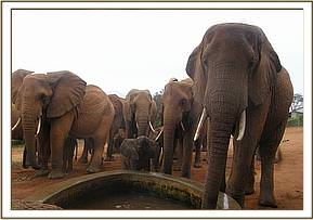 Laikipia, right with the others