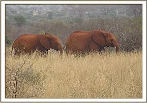 Suswa and Arruba avoid interacting with wild ones