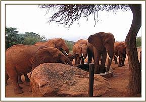 Laikipia standing in the water trough