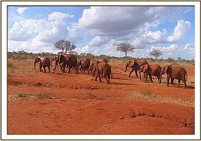 Lempaute leading the orphans