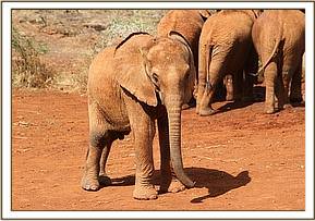 ORWA Photo Gallery - Elephant Orphan - David Sheldrick Wildlife Trust