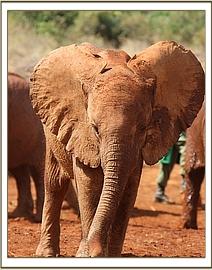 Orwa at the mudbath
