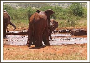 Lesanju engaging with a wild boy