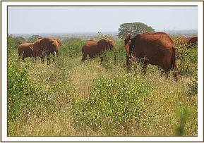 Lempaute greeting the wild herd