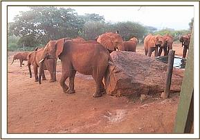Lesanju joining Bada for a scratch