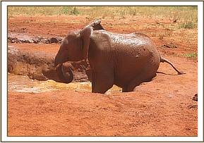 Lempaute playing with the mud wall