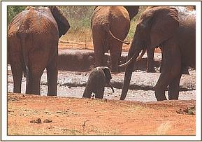 Emma having a mud bath